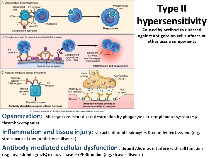Type II hypersensitivity Caused by antibodies directed against antigens on cell surfaces or other Type II hypersensitivity Caused by antibodies directed against antigens on cell surfaces or other