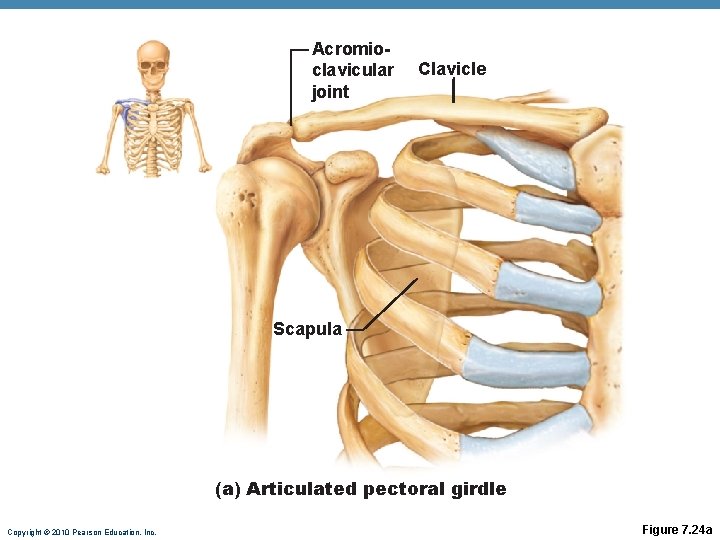 Acromioclavicular joint Clavicle Scapula (a) Articulated pectoral girdle Copyright © 2010 Pearson Education, Inc. Acromioclavicular joint Clavicle Scapula (a) Articulated pectoral girdle Copyright © 2010 Pearson Education, Inc.