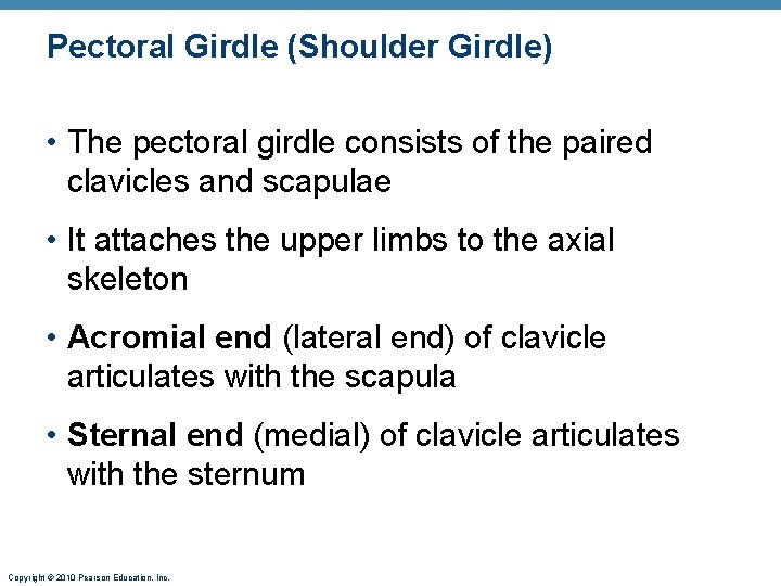 Pectoral Girdle (Shoulder Girdle) • The pectoral girdle consists of the paired clavicles and Pectoral Girdle (Shoulder Girdle) • The pectoral girdle consists of the paired clavicles and