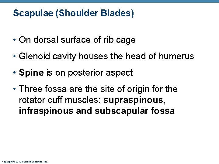Scapulae (Shoulder Blades) • On dorsal surface of rib cage • Glenoid cavity houses Scapulae (Shoulder Blades) • On dorsal surface of rib cage • Glenoid cavity houses