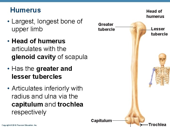 Humerus • Largest, longest bone of upper limb Head of humerus Greater tubercle Lesser Humerus • Largest, longest bone of upper limb Head of humerus Greater tubercle Lesser