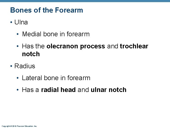 Bones of the Forearm • Ulna • Medial bone in forearm • Has the Bones of the Forearm • Ulna • Medial bone in forearm • Has the