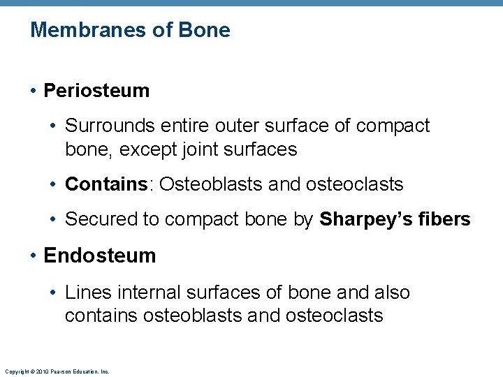 Membranes of Bone • Periosteum • Surrounds entire outer surface of compact bone, except Membranes of Bone • Periosteum • Surrounds entire outer surface of compact bone, except