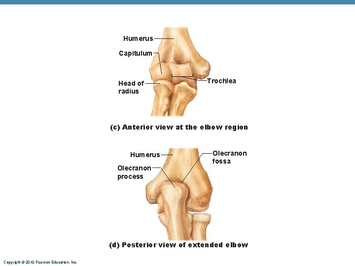 Humerus Capitulum Head of radius Trochlea (c) Anterior view at the elbow region Humerus Humerus Capitulum Head of radius Trochlea (c) Anterior view at the elbow region Humerus