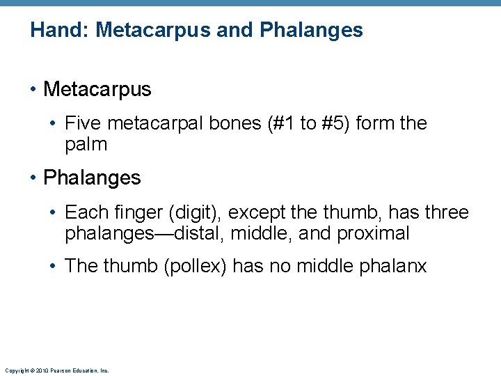 Hand: Metacarpus and Phalanges • Metacarpus • Five metacarpal bones (#1 to #5) form Hand: Metacarpus and Phalanges • Metacarpus • Five metacarpal bones (#1 to #5) form