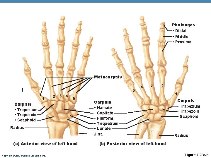 Phalanges • Distal • Middle • Proximal Metacarpals Carpals • Trapezium • Trapezoid • Phalanges • Distal • Middle • Proximal Metacarpals Carpals • Trapezium • Trapezoid •
