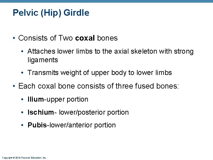 Pelvic (Hip) Girdle • Consists of Two coxal bones • Attaches lower limbs to Pelvic (Hip) Girdle • Consists of Two coxal bones • Attaches lower limbs to