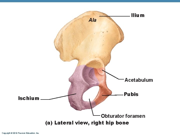 Ala Ilium Acetabulum Ischium Pubis Obturator foramen (a) Lateral view, right hip bone Copyright Ala Ilium Acetabulum Ischium Pubis Obturator foramen (a) Lateral view, right hip bone Copyright