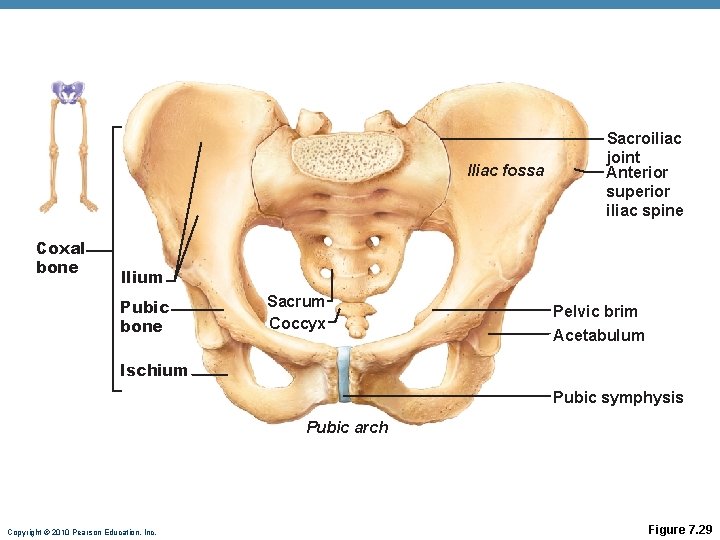 Iliac fossa Coxal bone Sacroiliac joint Anterior superior iliac spine llium Pubic bone Sacrum Iliac fossa Coxal bone Sacroiliac joint Anterior superior iliac spine llium Pubic bone Sacrum