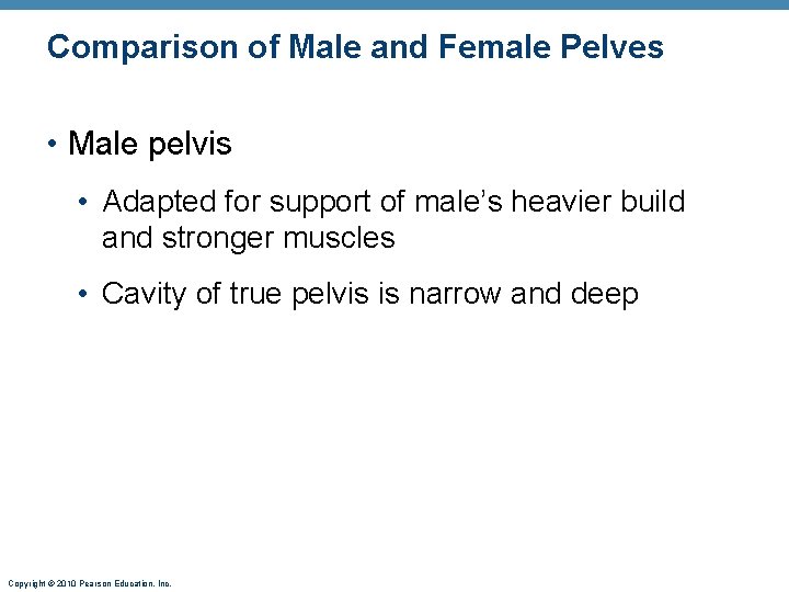 Comparison of Male and Female Pelves • Male pelvis • Adapted for support of Comparison of Male and Female Pelves • Male pelvis • Adapted for support of