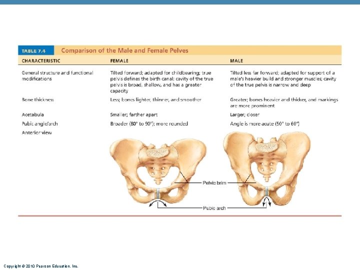 Copyright © 2010 Pearson Education, Inc. Copyright © 2010 Pearson Education, Inc.