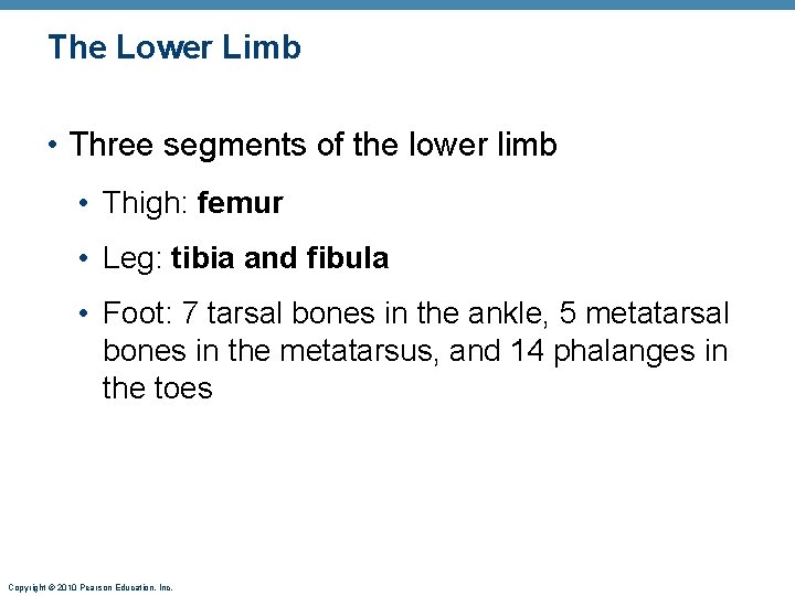 The Lower Limb • Three segments of the lower limb • Thigh: femur • The Lower Limb • Three segments of the lower limb • Thigh: femur •