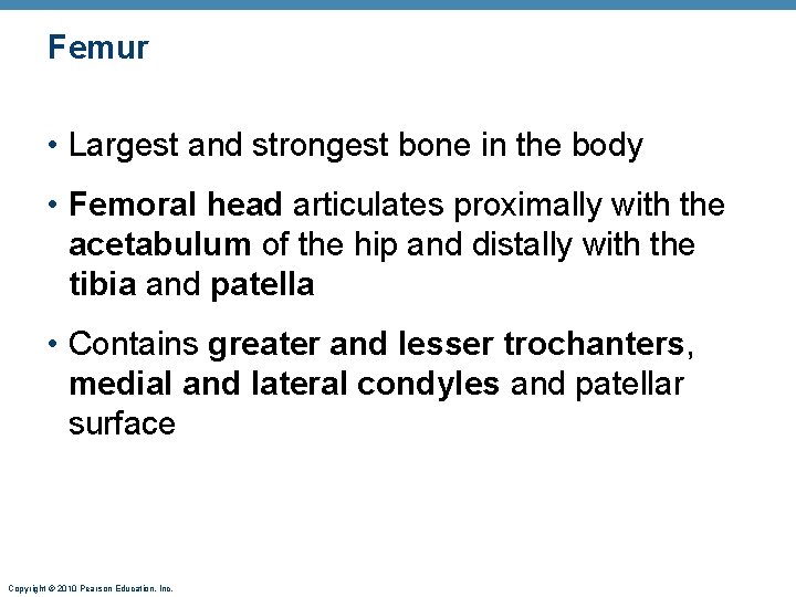 Femur • Largest and strongest bone in the body • Femoral head articulates proximally Femur • Largest and strongest bone in the body • Femoral head articulates proximally