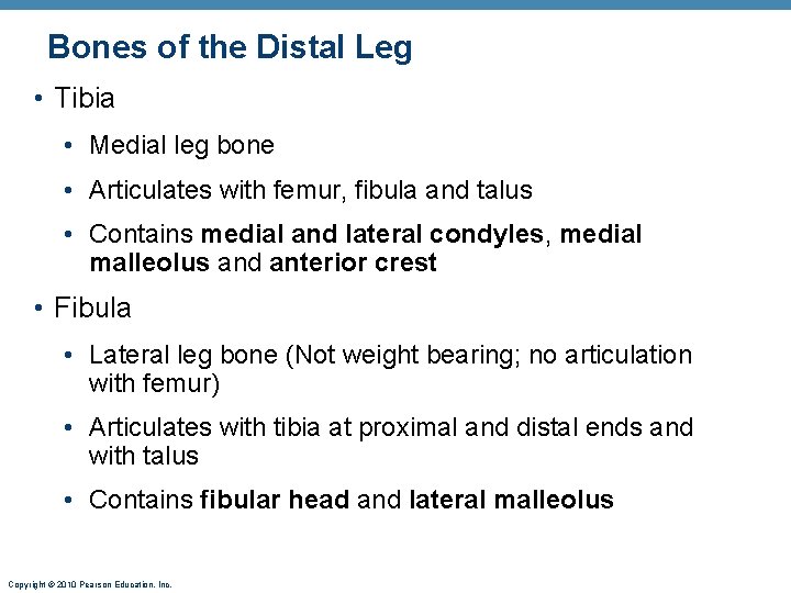 Bones of the Distal Leg • Tibia • Medial leg bone • Articulates with Bones of the Distal Leg • Tibia • Medial leg bone • Articulates with