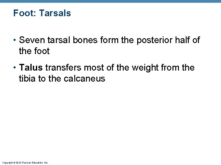 Foot: Tarsals • Seven tarsal bones form the posterior half of the foot • Foot: Tarsals • Seven tarsal bones form the posterior half of the foot •
