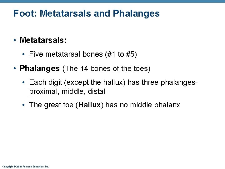 Foot: Metatarsals and Phalanges • Metatarsals: • Five metatarsal bones (#1 to #5) • Foot: Metatarsals and Phalanges • Metatarsals: • Five metatarsal bones (#1 to #5) •