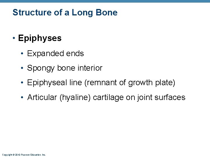 Structure of a Long Bone • Epiphyses • Expanded ends • Spongy bone interior Structure of a Long Bone • Epiphyses • Expanded ends • Spongy bone interior