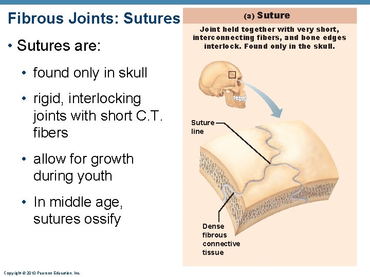 Fibrous Joints: Sutures • Sutures are: (a) Joint held together with very short, interconnecting Fibrous Joints: Sutures • Sutures are: (a) Joint held together with very short, interconnecting
