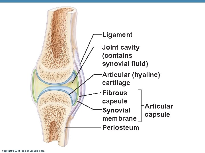 Ligament Joint cavity (contains synovial fluid) Articular (hyaline) cartilage Fibrous capsule Articular Synovial capsule Ligament Joint cavity (contains synovial fluid) Articular (hyaline) cartilage Fibrous capsule Articular Synovial capsule