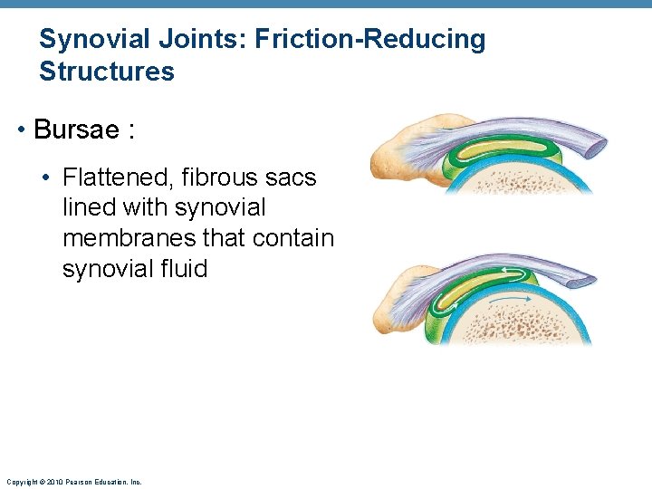 Synovial Joints: Friction-Reducing Structures • Bursae : • Flattened, fibrous sacs lined with synovial Synovial Joints: Friction-Reducing Structures • Bursae : • Flattened, fibrous sacs lined with synovial