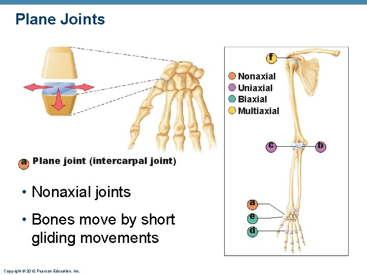 Plane Joints f Nonaxial Uniaxial Biaxial Multiaxial c a Plane joint (intercarpal joint) • Plane Joints f Nonaxial Uniaxial Biaxial Multiaxial c a Plane joint (intercarpal joint) •