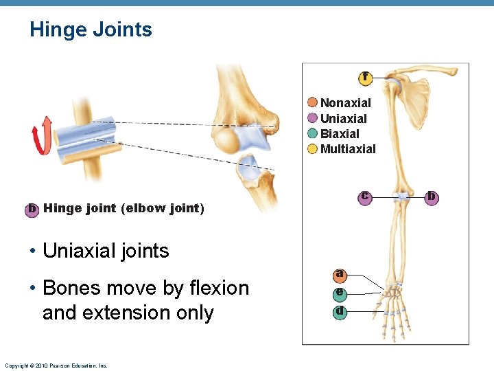 Hinge Joints f Nonaxial Uniaxial Biaxial Multiaxial c b Hinge joint (elbow joint) • Hinge Joints f Nonaxial Uniaxial Biaxial Multiaxial c b Hinge joint (elbow joint) •