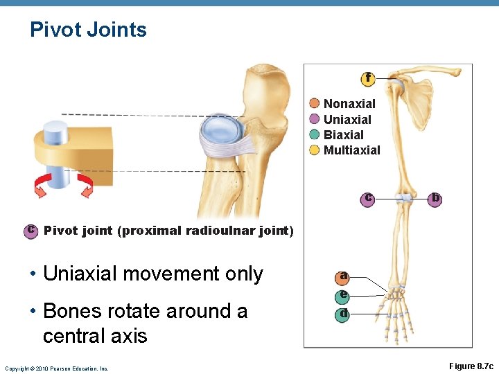 Pivot Joints f Nonaxial Uniaxial Biaxial Multiaxial c b c Pivot joint (proximal radioulnar Pivot Joints f Nonaxial Uniaxial Biaxial Multiaxial c b c Pivot joint (proximal radioulnar