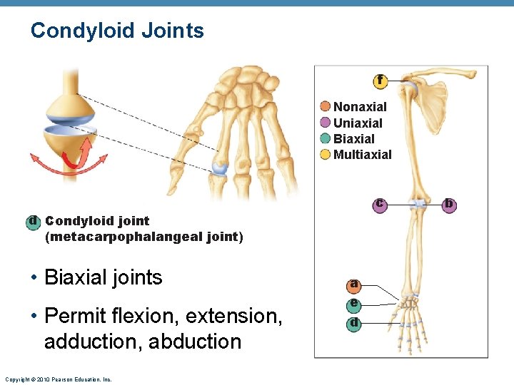 Condyloid Joints f Nonaxial Uniaxial Biaxial Multiaxial c d Condyloid joint (metacarpophalangeal joint) • Condyloid Joints f Nonaxial Uniaxial Biaxial Multiaxial c d Condyloid joint (metacarpophalangeal joint) •