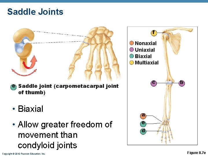 Saddle Joints f Nonaxial Uniaxial Biaxial Multiaxial c e Saddle joint (carpometacarpal joint of Saddle Joints f Nonaxial Uniaxial Biaxial Multiaxial c e Saddle joint (carpometacarpal joint of
