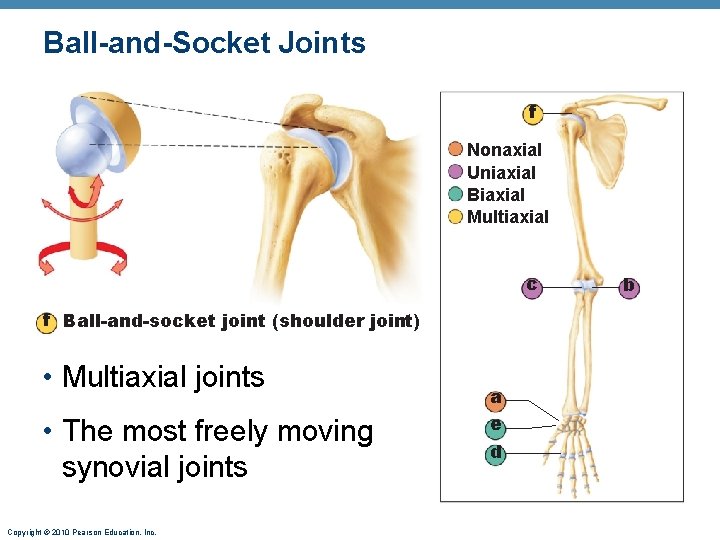 Ball-and-Socket Joints f Nonaxial Uniaxial Biaxial Multiaxial c f Ball-and-socket joint (shoulder joint) • Ball-and-Socket Joints f Nonaxial Uniaxial Biaxial Multiaxial c f Ball-and-socket joint (shoulder joint) •