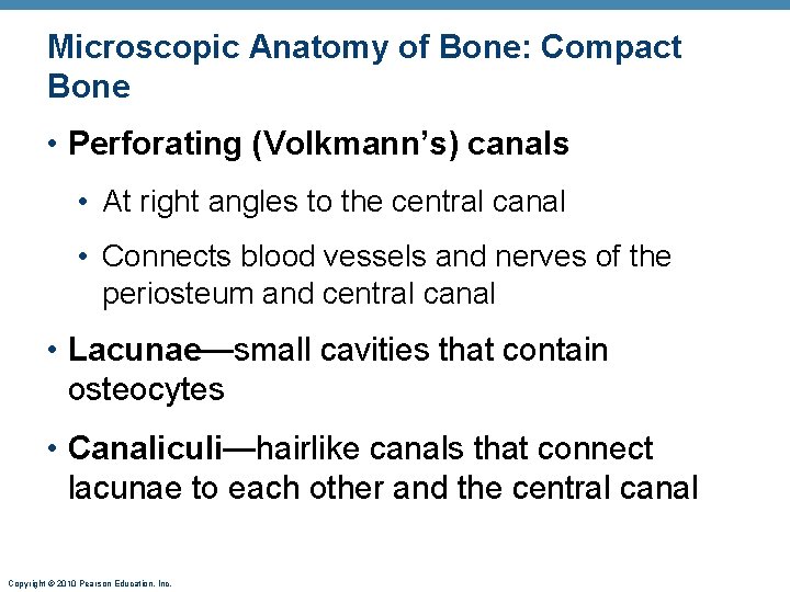 Microscopic Anatomy of Bone: Compact Bone • Perforating (Volkmann’s) canals • At right angles Microscopic Anatomy of Bone: Compact Bone • Perforating (Volkmann’s) canals • At right angles