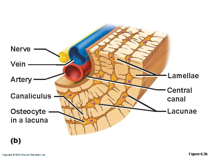 Nerve Vein Artery Canaliculus Osteocyte in a lacuna Lamellae Central canal Lacunae (b) Copyright Nerve Vein Artery Canaliculus Osteocyte in a lacuna Lamellae Central canal Lacunae (b) Copyright