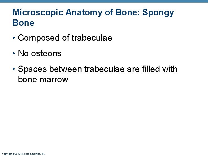 Microscopic Anatomy of Bone: Spongy Bone • Composed of trabeculae • No osteons • Microscopic Anatomy of Bone: Spongy Bone • Composed of trabeculae • No osteons •