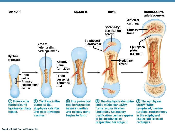 Month 3 Week 9 Birth Childhood to adolescence Articular cartilage Secondary ossification center Epiphyseal Month 3 Week 9 Birth Childhood to adolescence Articular cartilage Secondary ossification center Epiphyseal