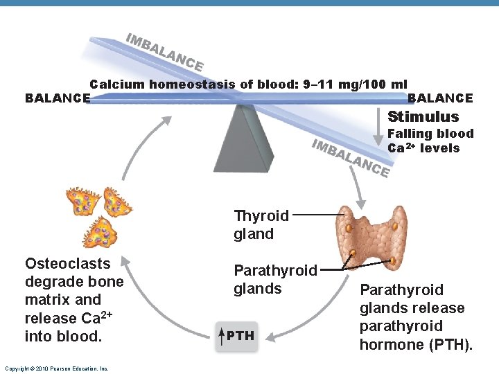 Calcium homeostasis of blood: 9– 11 mg/100 ml BALANCE Stimulus Falling blood Ca 2+ Calcium homeostasis of blood: 9– 11 mg/100 ml BALANCE Stimulus Falling blood Ca 2+
