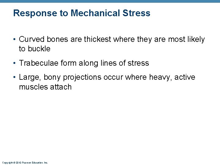 Response to Mechanical Stress • Curved bones are thickest where they are most likely Response to Mechanical Stress • Curved bones are thickest where they are most likely