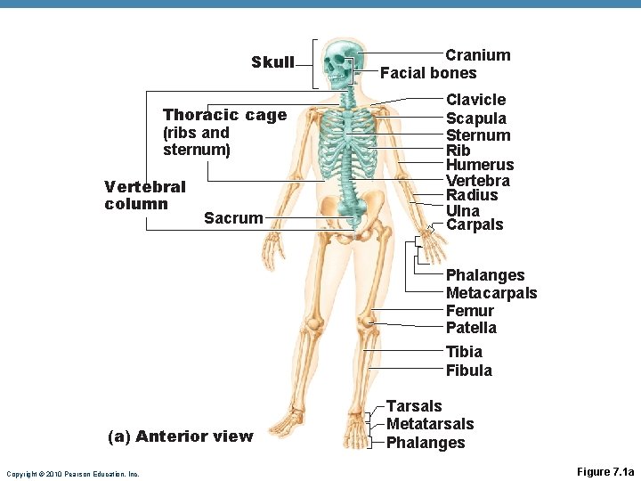 Skull Thoracic cage (ribs and sternum) Vertebral column Sacrum Cranium Facial bones Clavicle Scapula Skull Thoracic cage (ribs and sternum) Vertebral column Sacrum Cranium Facial bones Clavicle Scapula