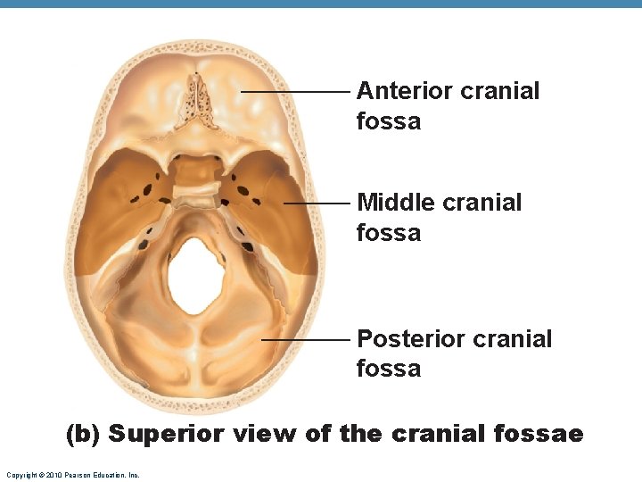 Anterior cranial fossa Middle cranial fossa Posterior cranial fossa (b) Superior view of the Anterior cranial fossa Middle cranial fossa Posterior cranial fossa (b) Superior view of the