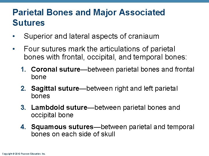 Parietal Bones and Major Associated Sutures • Superior and lateral aspects of craniaum • Parietal Bones and Major Associated Sutures • Superior and lateral aspects of craniaum •
