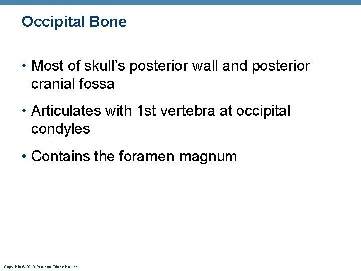 Occipital Bone • Most of skull’s posterior wall and posterior cranial fossa • Articulates Occipital Bone • Most of skull’s posterior wall and posterior cranial fossa • Articulates
