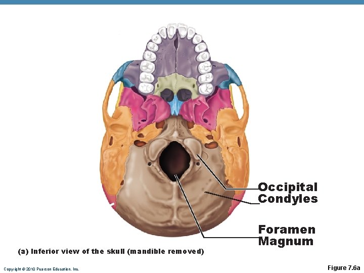 Occipital Condyles (a) Inferior view of the skull (mandible removed) Copyright © 2010 Pearson Occipital Condyles (a) Inferior view of the skull (mandible removed) Copyright © 2010 Pearson