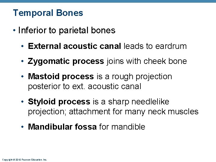 Temporal Bones • Inferior to parietal bones • External acoustic canal leads to eardrum Temporal Bones • Inferior to parietal bones • External acoustic canal leads to eardrum
