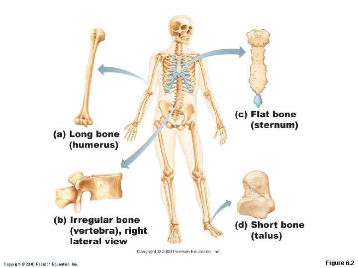 Copyright © 2010 Pearson Education, Inc. Figure 6. 2 Copyright © 2010 Pearson Education, Inc. Figure 6. 2