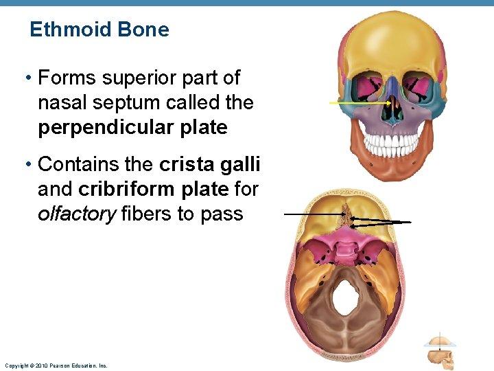 Ethmoid Bone • Forms superior part of nasal septum called the perpendicular plate • Ethmoid Bone • Forms superior part of nasal septum called the perpendicular plate •