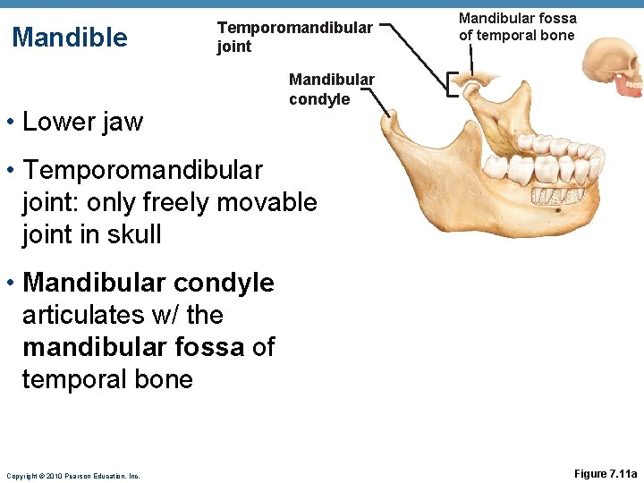 Mandible Temporomandibular joint • Lower jaw Mandibular fossa of temporal bone Mandibular condyle • Mandible Temporomandibular joint • Lower jaw Mandibular fossa of temporal bone Mandibular condyle •