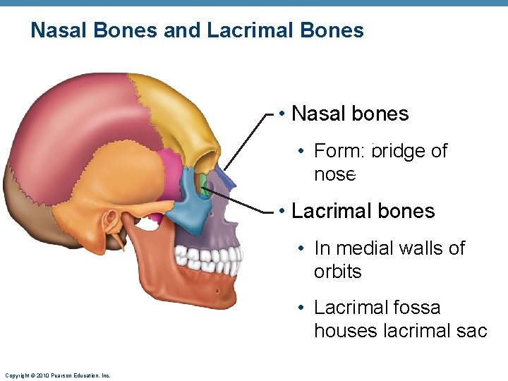 Nasal Bones and Lacrimal Bones • Nasal bones • Form: bridge of nose • Nasal Bones and Lacrimal Bones • Nasal bones • Form: bridge of nose •