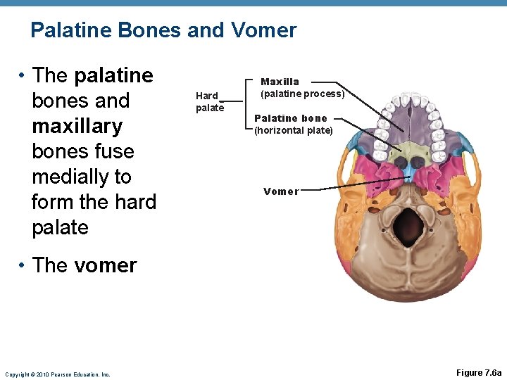 Palatine Bones and Vomer • The palatine bones and maxillary bones fuse medially to Palatine Bones and Vomer • The palatine bones and maxillary bones fuse medially to