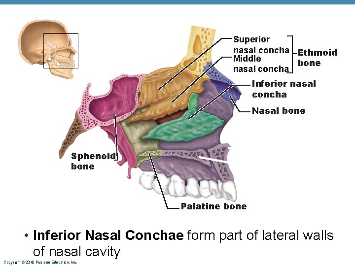Superior nasal concha Ethmoid Middle bone nasal concha Inferior nasal concha Nasal bone Sphenoid Superior nasal concha Ethmoid Middle bone nasal concha Inferior nasal concha Nasal bone Sphenoid