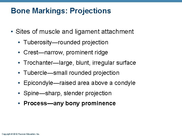 Bone Markings: Projections • Sites of muscle and ligament attachment • Tuberosity—rounded projection • Bone Markings: Projections • Sites of muscle and ligament attachment • Tuberosity—rounded projection •