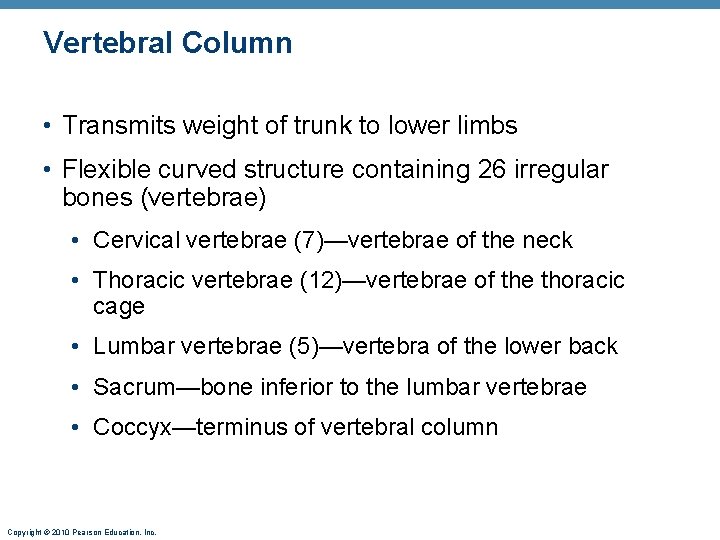 Vertebral Column • Transmits weight of trunk to lower limbs • Flexible curved structure Vertebral Column • Transmits weight of trunk to lower limbs • Flexible curved structure
